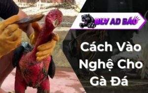 Cách Vào Nghệ Cho Gà