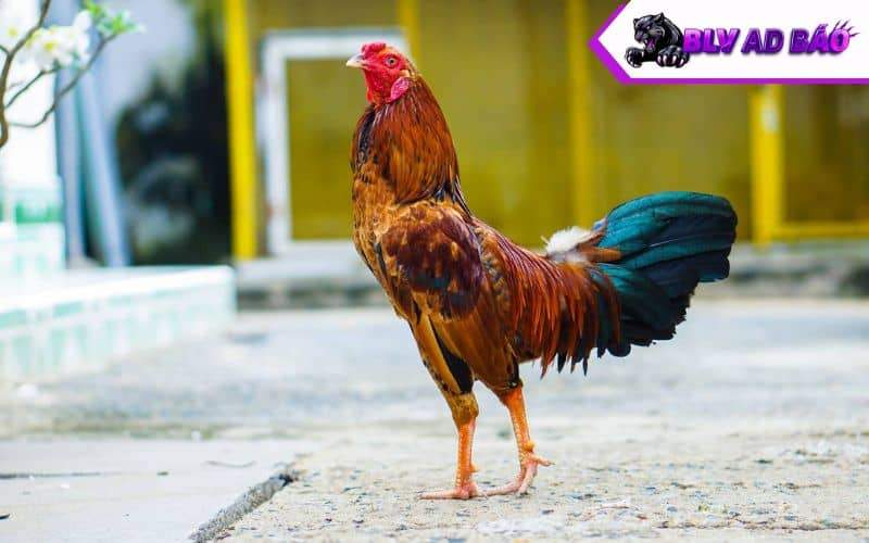 BLV Ad Báo có kiến thức sâu rộng về đá gà BLV Ad Báo có kiến thức sâu rộng về đá gà