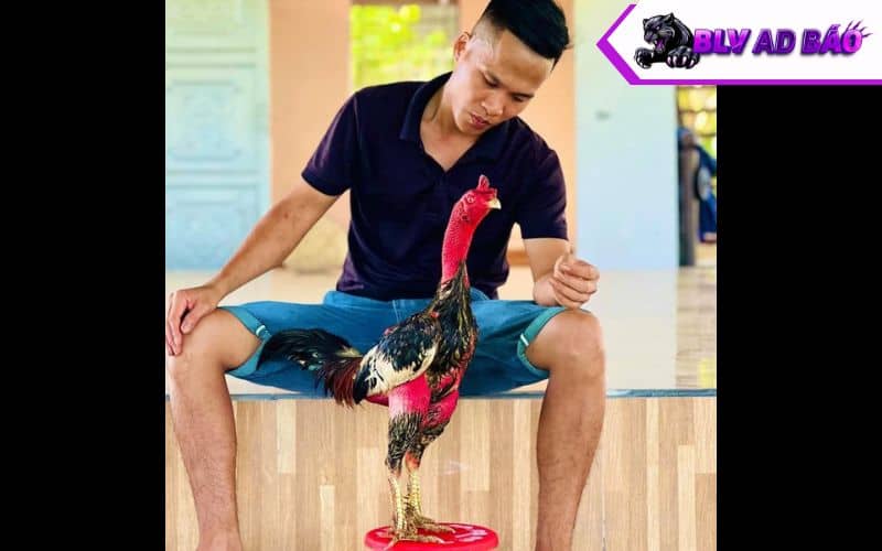 BLV Ad Báo là người bình luận đá gà trực tiếp CPC3 Thomo BLV Ad Báo là người bình luận đá gà trực tiếp CPC3 Thomo