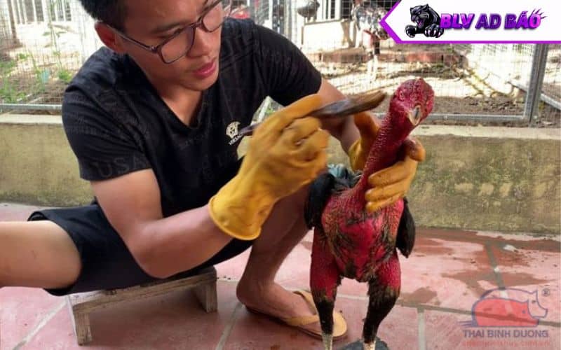 Các bước vào nghệ cho gà đúng cách Các bước vào nghệ cho gà đúng cách