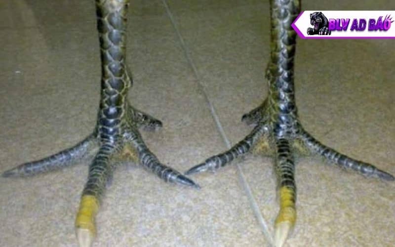 Các đặc điểm nhận dạng gà hắc hổ thới Các đặc điểm nhận dạng gà hắc hổ thới