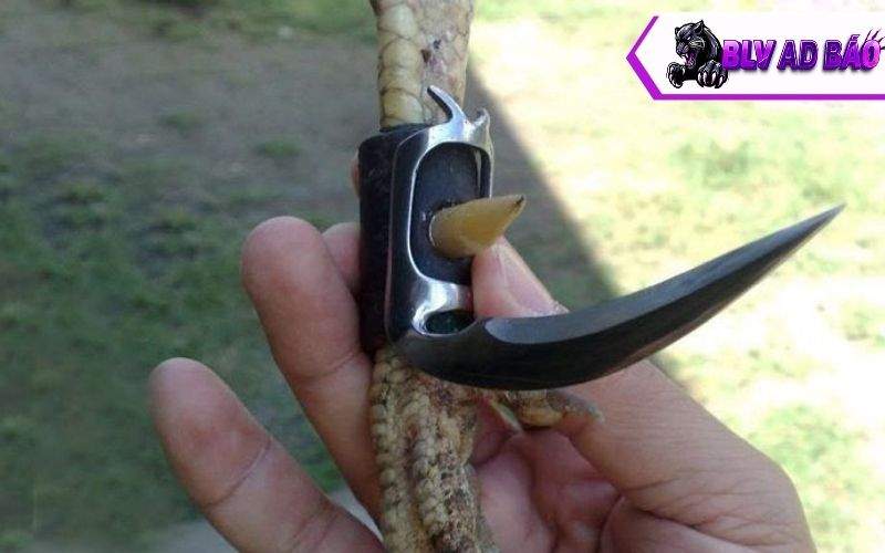 Các dụng cụ cần thiết khi chơi đá gà cựa dao Các dụng cụ cần thiết khi chơi đá gà cựa dao