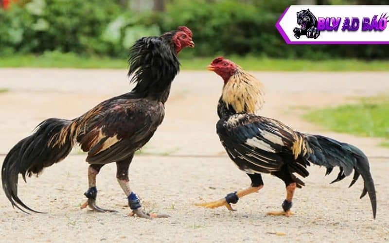 Các giai đoạn nuôi gà đá tới pin Các giai đoạn nuôi gà đá tới pin