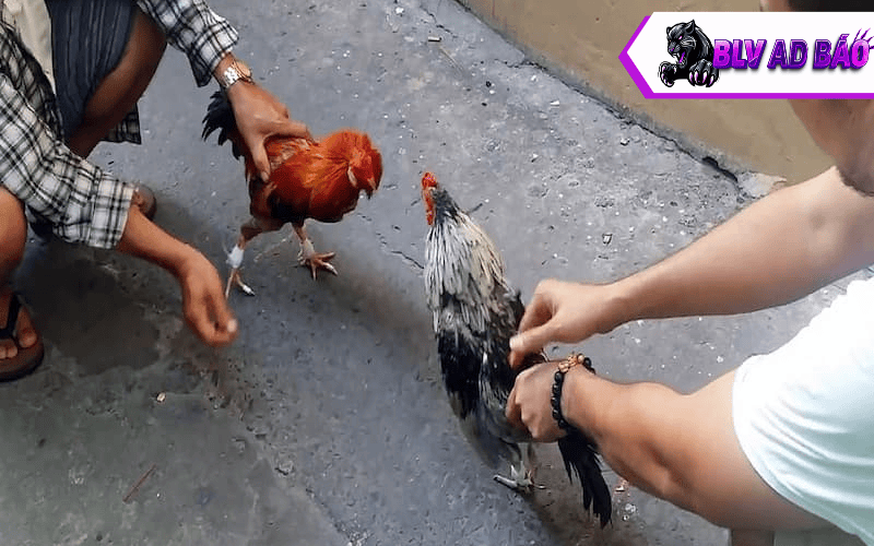 Các giống gà tre đá cựa sắt