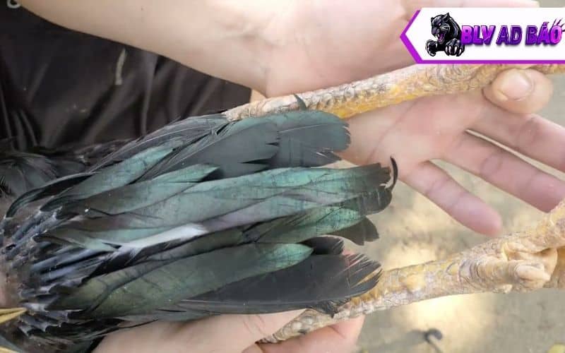 Các loại vảy gà huyền trâm Các loại vảy gà huyền trâm