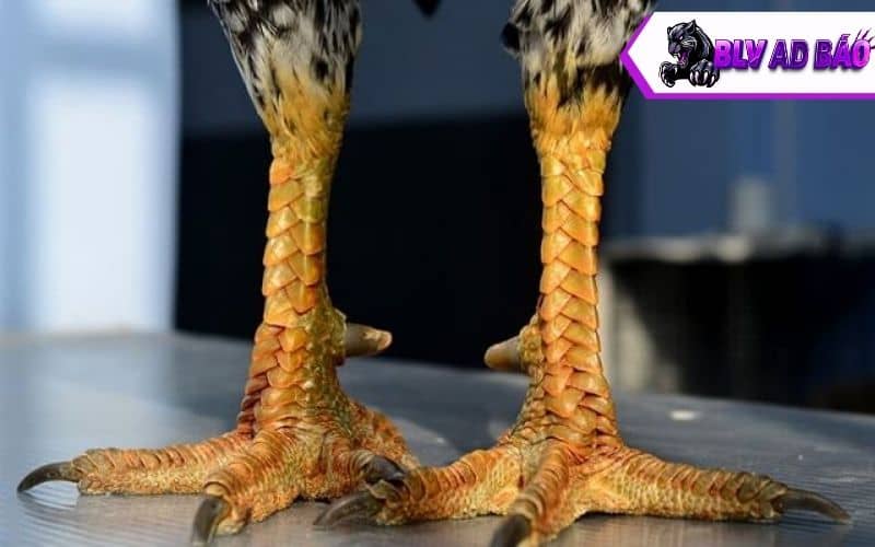 Các loại vảy gà quý hiếm Các loại vảy gà quý hiếm