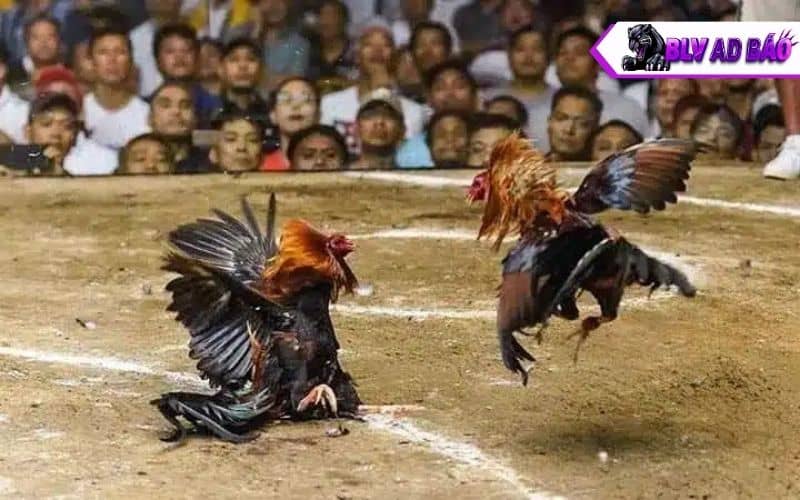 Các luật chơi khi tham gia đá gà tại trường gà Thomo Các luật chơi khi tham gia đá gà tại trường gà Thomo
