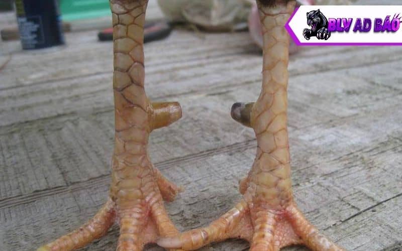 Các lưu ý khi chọn gà nhật nghiệt