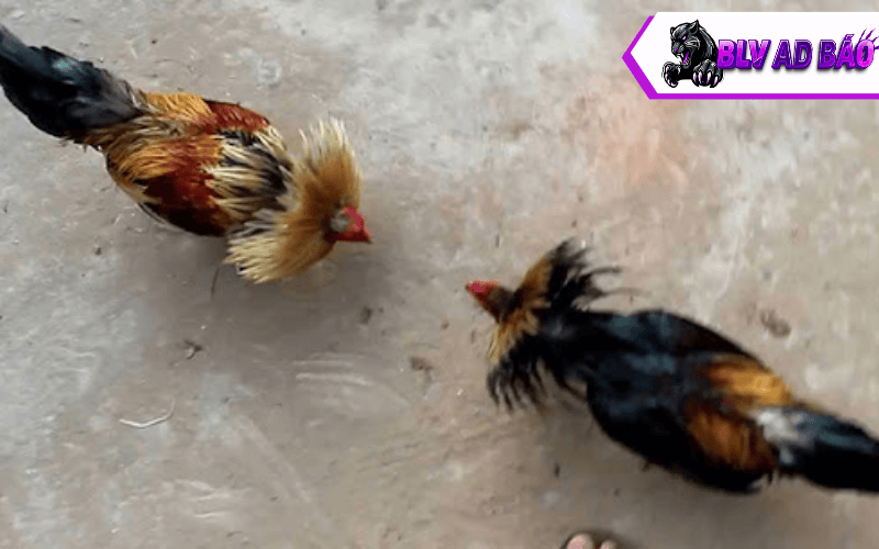 Các lưu ý khi chọn gà tre đá cựa sắt