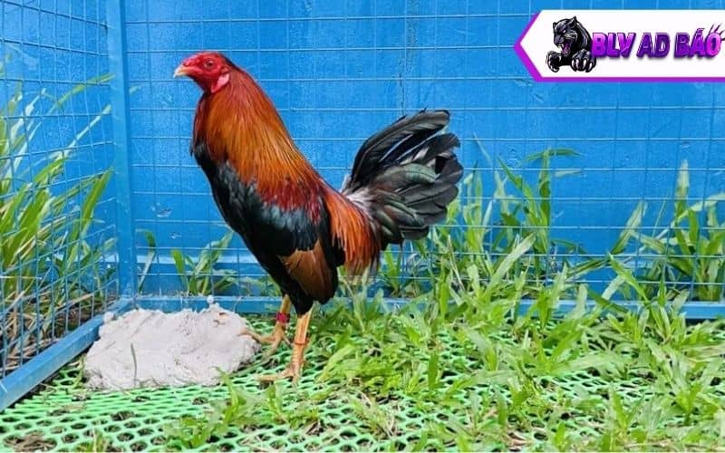 Các lưu ý với cách nuôi gà đá chân mạnh