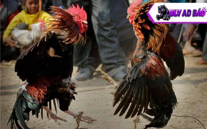 Các ưu điểm khi nuôi gà đá bo lớn