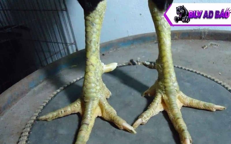 Các ưu điểm về gà nhật nghiệt