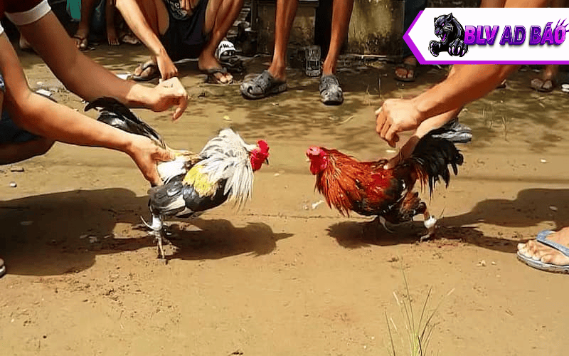 Các ưu điểm về gà tre đá cựa sắt