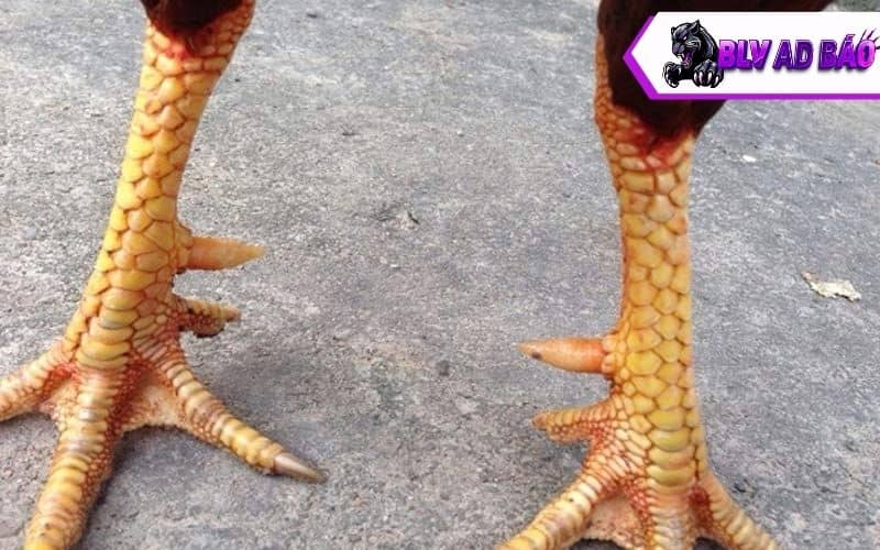 Các ưu điểm về vảy gà phủ địa