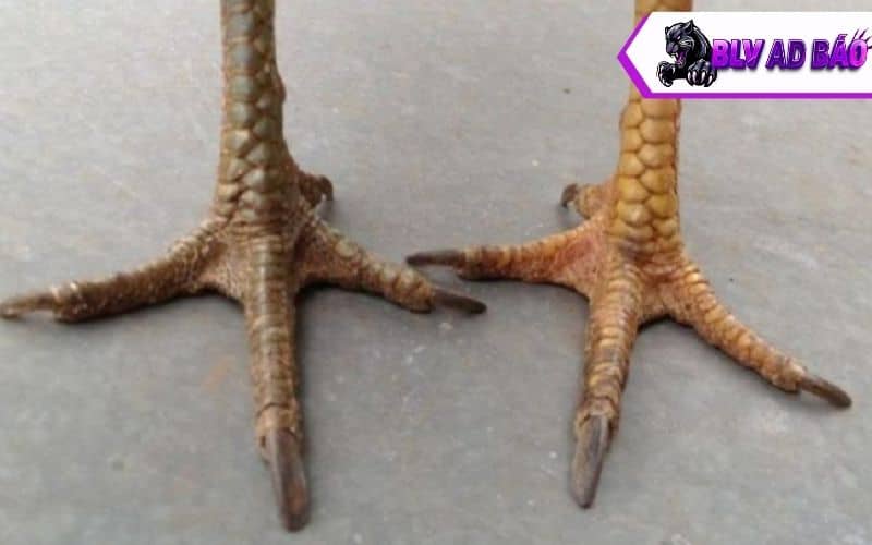 Các vảy gà xấu được BLV Ad Báo tổng hợp