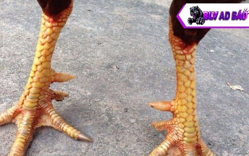 Các yếu tố ảnh hưởng làm cho gà đá chân yếu