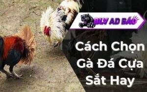 Cách Chọn Gà Đá Cựa Sắt Hay