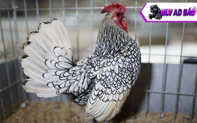 Cách nhận biết gà vảy cá Cách nhận biết gà vảy cá