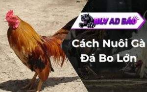Cách Nuôi Gà Đá Bo Lớn