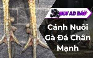 Cách Nuôi Gà Đá Chân Mạnh
