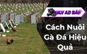 Cách Nuôi Gà Đá Hiệu Quả