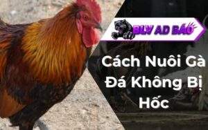 Cách Nuôi Gà Đá Không Bị Hốc