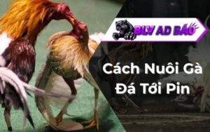 Cách Nuôi Gà Đá Tới Pin