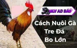 Cách Nuôi Gà Tre Đá Bo Lớn