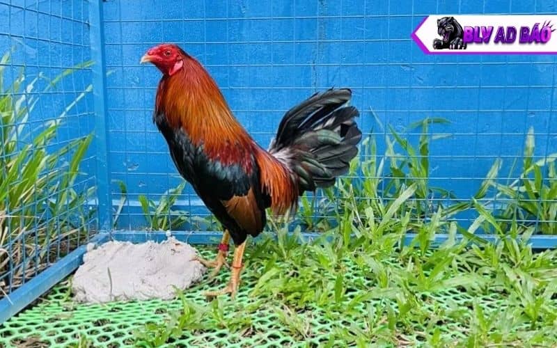 Các nuôi gà tre đá bo lớn trước và sau khi đá