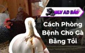Cách Phòng Bệnh Cho Gà Bằng Tỏi