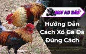 Cách Xổ Gà Đá