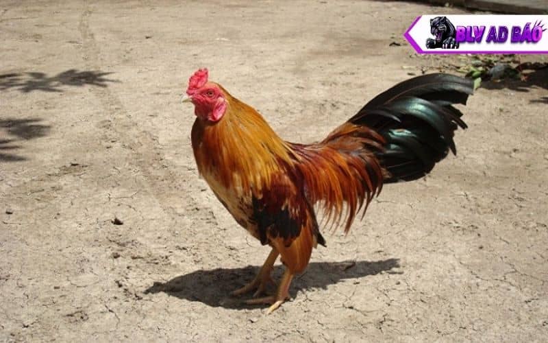 Chế độ dinh dưỡng với cách nuôi gà tre đá bo lớn