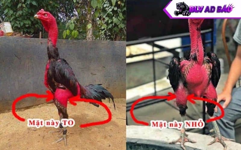 Chọn gà chân to vì có những cú đá lực Chọn gà chân to vì có những cú đá lực