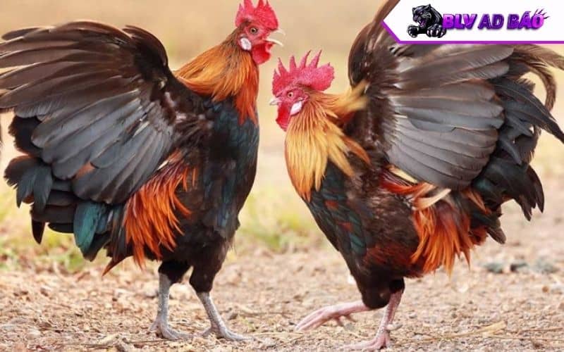 Chọn gà có cánh to, lông dày Chọn gà có cánh to, lông dày