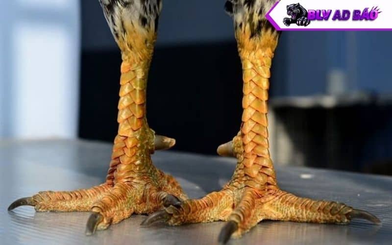 Chọn những con gà có vảy đẹp và rõ nét Chọn những con gà có vảy đẹp và rõ nét