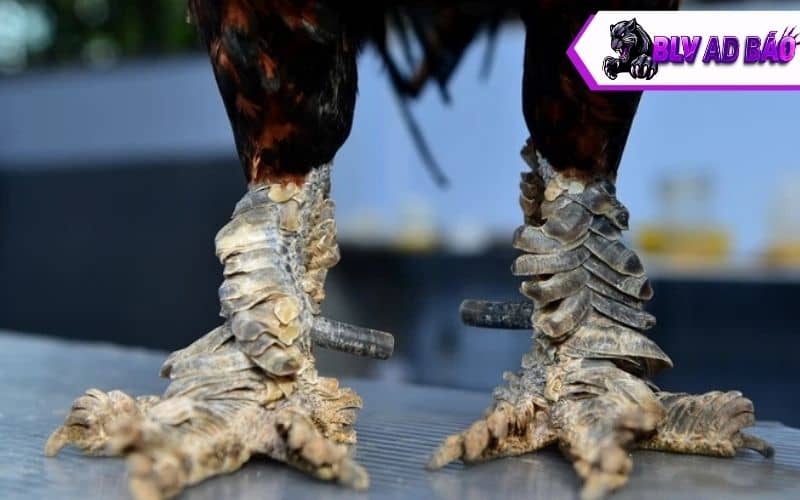Có 3 loại vảy rồng khác nhau, mỗi loại có tính chiến đấu riêng biệt Có 3 loại vảy rồng khác nhau, mỗi loại có tính chiến đấu riêng biệt