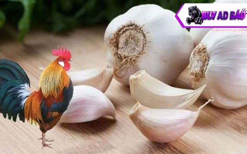 Có nhiều tác dụng khi sử dụng tỏi cho gà ăn Có nhiều tác dụng khi sử dụng tỏi cho gà ăn