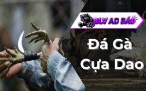 Đá gà cựa dao