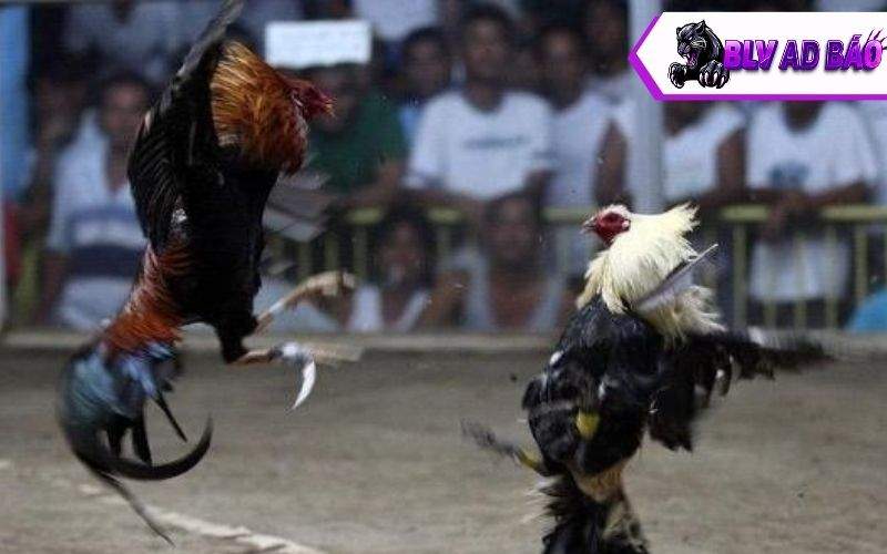 Đá gà cựa dao là cựa được thay thế bằng một lưỡi dao sắc bén Đá gà cựa dao là cựa được thay thế bằng một lưỡi dao sắc bén