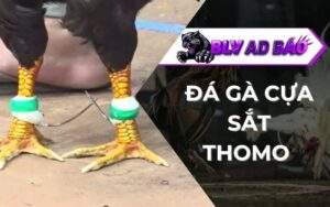 Đá gà cựa sắt Thomo