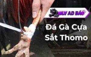 đá gà cựa sắt Thomo CPC3