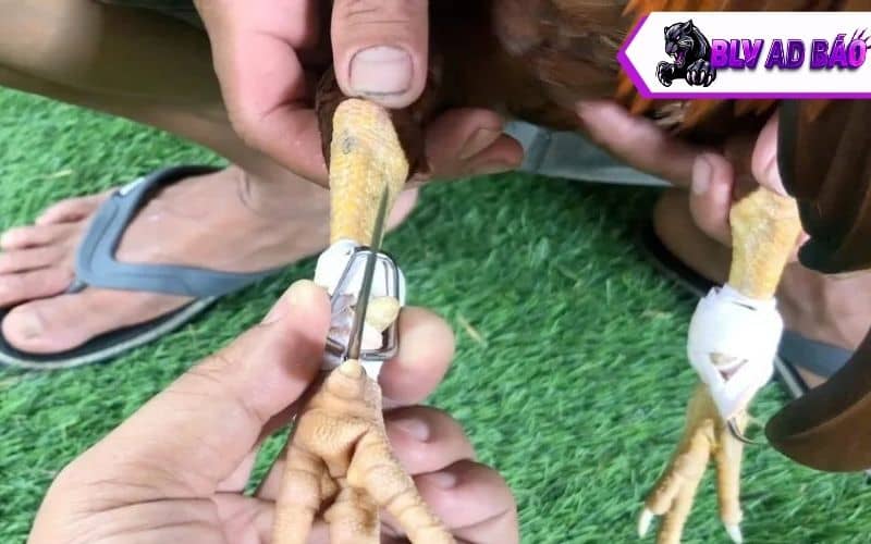 Đá gà cựa sắt Thomo CPC3 là các trận gà đá cựa sắt được tổ chức tại trường gà CPC3 Đá gà cựa sắt Thomo CPC3 là các trận gà đá cựa sắt được tổ chức tại trường gà CPC3