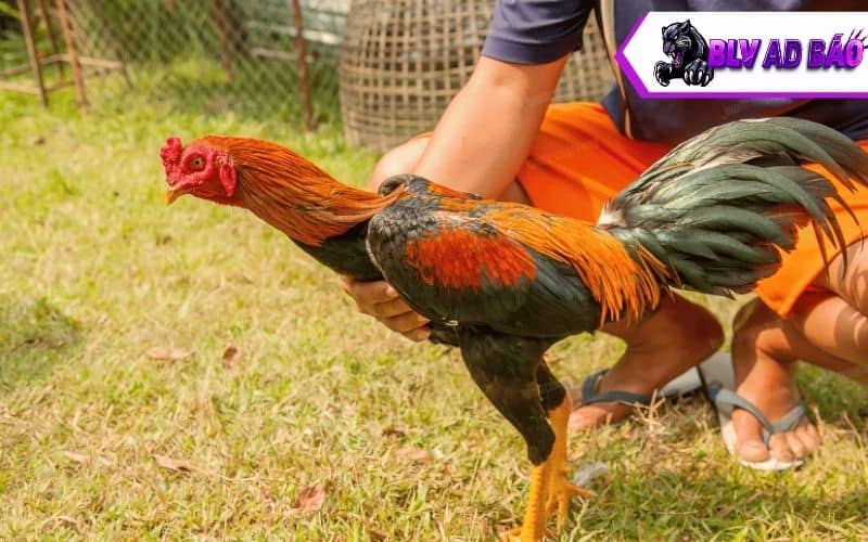 Gà có lực đá ở chân càng mạnh thì càng dễ dàng hạ gục đối thủ