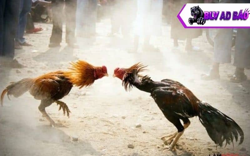 Gà đá bo lớn là những chiến kê có lực đá mạnh, bền bỉ khi thi đấu