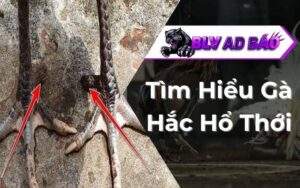 Gà Hắc Hổ Thới