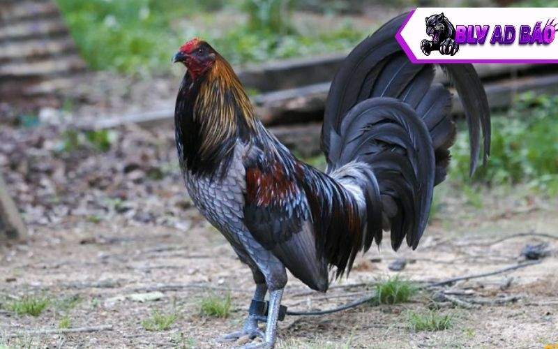 Gà Mỹ lai khá được người lựa chọn cho đá gà cựa dao Gà Mỹ lai khá được người lựa chọn cho đá gà cựa dao