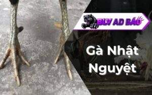 Gà Nhật Nguyệt