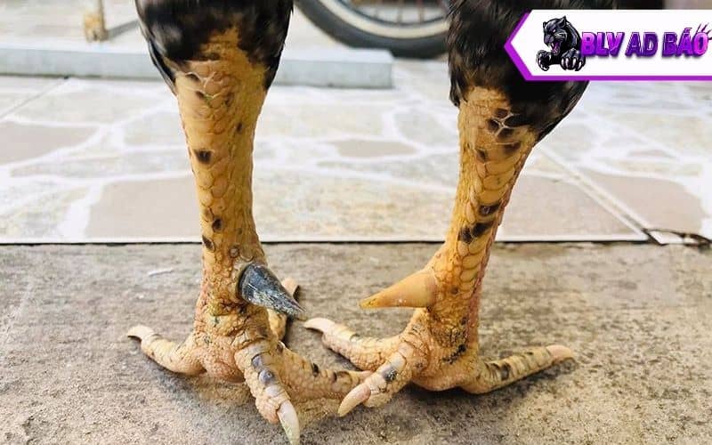 Các cách nhận biết gà vảy nhật nguyệt
