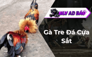 Gà Tre Đá Cựa Sắt