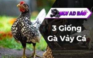 Gà Vảy Cá